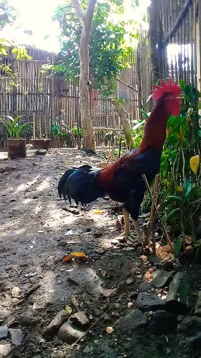 Pelung Kembang Kananga  (Suara serak)