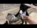 おやつをひとり占めしたい子猫【農家兄妹＆ゲンハピノン成長日記】A kitten who wants to keep her treats to herself.