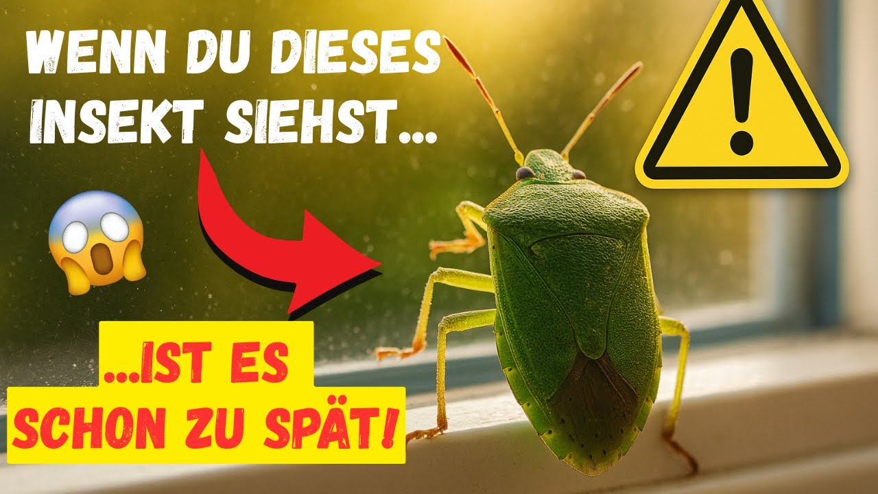Wenn du Stinkwanzen in deiner Wohnung siehst… ist es schon zu spät. Was sie wirklich verraten.