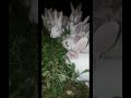 Shorts rabbit eating grasseskhargosh