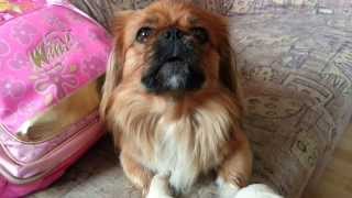 Funny cute pekingese dog