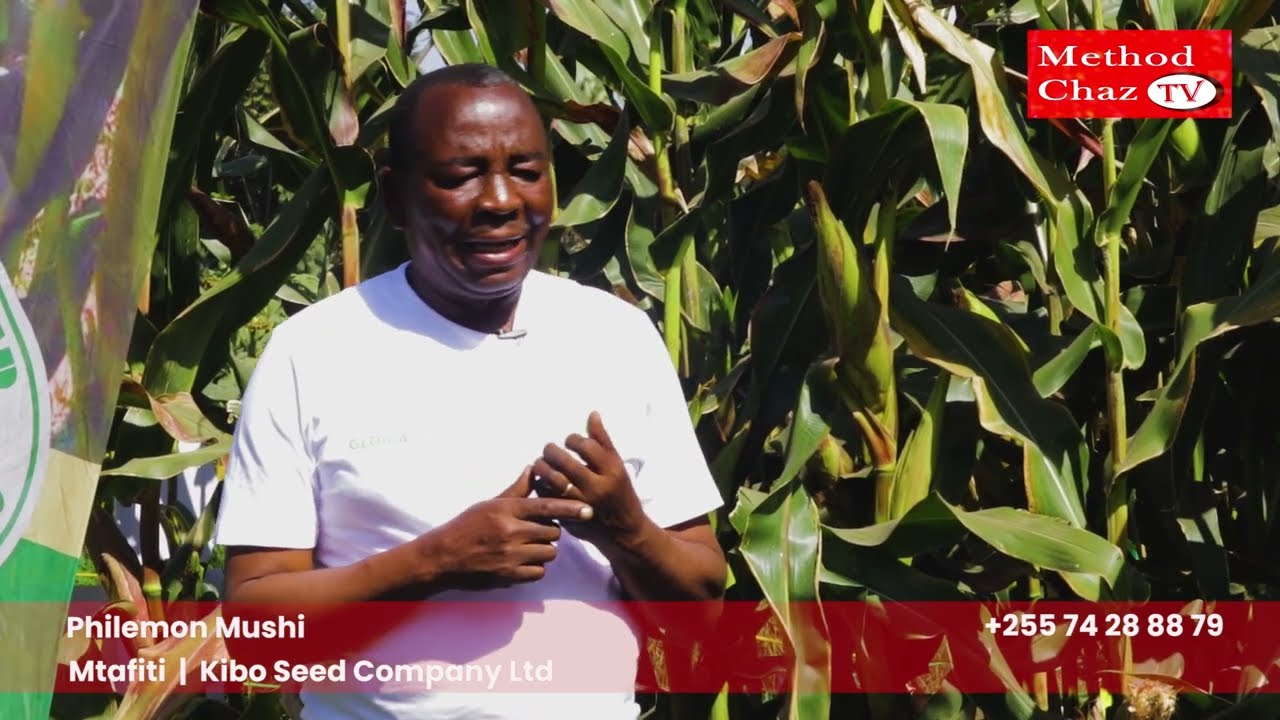 MBEGU YA SIKU 90 YA MAHINDI KUTOKA KIBO SEED  COMPANY LIMITED