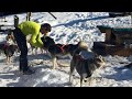 La vie d'un musher et de ses chiens de traîneau dans le Haut-Jura