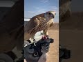 شموخ الصقر وروعتة