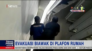 Petugas Damkar Palangka Raya Evakuasi Biawak di Plafon Rumah Warga Part 4 #iNewsPrime 24/02
