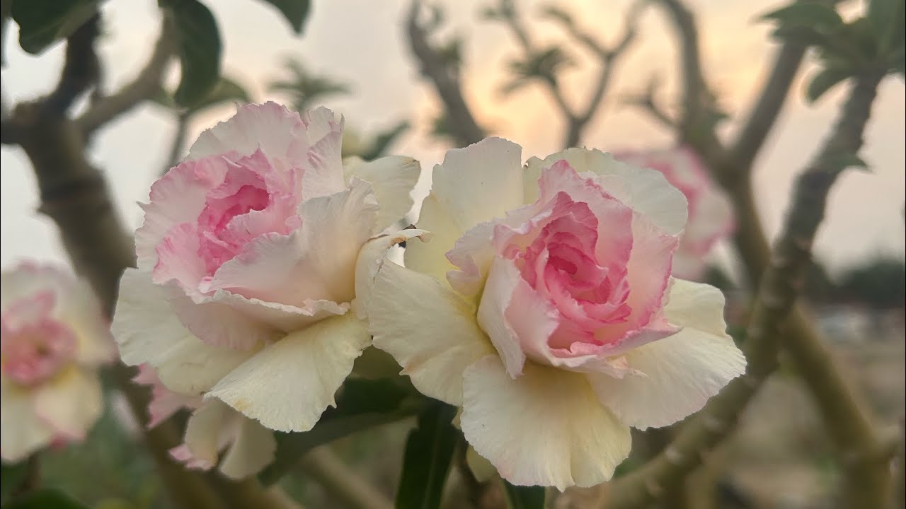 Ep.181 แอดไลน์ ID.line 6110bbb สนใจติดต่อโทร 093-162-6110 ชวนชมน้องของขวัญ