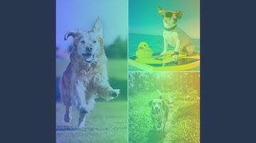 Pulsating Peaceful Dogs