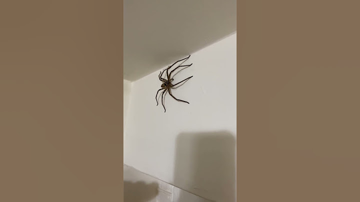 🙀Big Spider 🕷