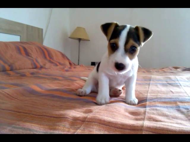 Jack Russel Puppy, 49 Days Old - Youtube