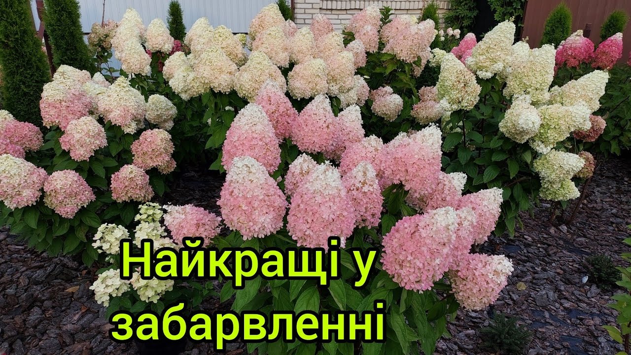 Волотисті гортензії які найкраще забарвлюються👍Огляд сортів