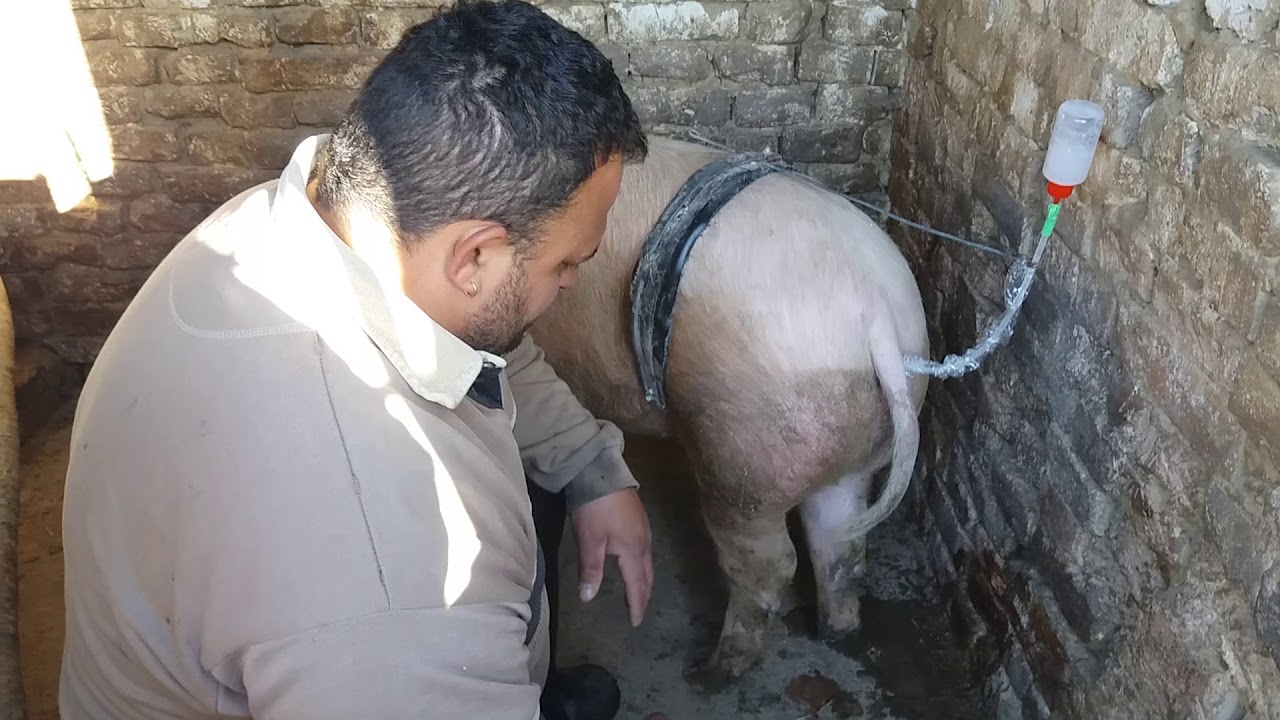 baba parazita orvosság difenilbotriasis hélix