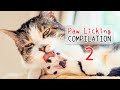  cats licking paws asmr compilation 2   cat grooming  curry sugar meow