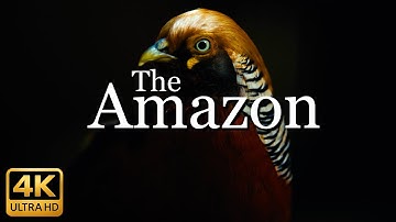 The Amazon 4K - Scenic Wildlife Film With Calming Music   @travelmusic4k