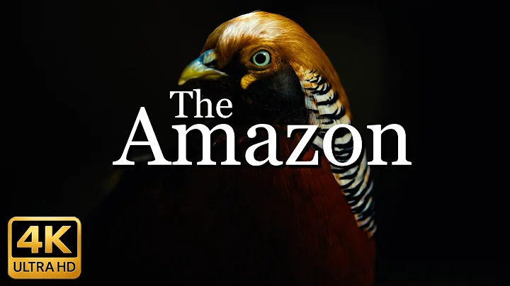 The Amazon 4K - Scenic Wildlife Film With Calming Music   @travelmusic4k