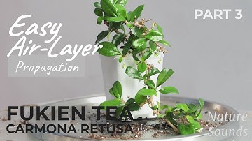 Easy Air-Layer Fukien Tea, Part 3, Aug2022