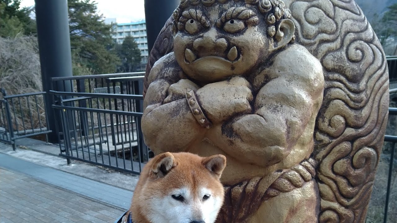 柴犬さん旅先でお散歩👣20260220👣