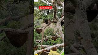 বড় মৌমাছির চাক কাটার পদ্ধতি | মধু | মৌমাছি | খাঁটি মধু | Bee | Madhu | Honey #মৌমাছি #মধু #shorts