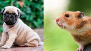 Cute baby animals Videos Compilation cute moment of the animals - Cutest Animals #33 by Funny TV 28,318 views 1 year ago 21 minutes