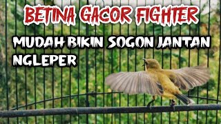 AMPUH MEMIKAT JANTAN‼️SUARA PIKAT SOGON BETINA MEMANGGIL JANTAN 