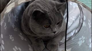 Adorable british shorthair cat playing 😍❤️☺️🐈‍⬛🐾 by British Shelby 34 views 2 years ago 1 minute, 4 seconds