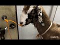 humara Bakra  #trending #funny #shorts 