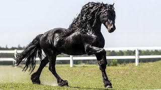 These Are 10 Most Amazing Horse Facts