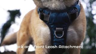 embark pet harness