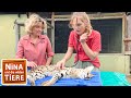 Die Geheimnisvolle Raubkatze Namens Serval Reportage Für Kinder Nina Und Die Wilden Tiere