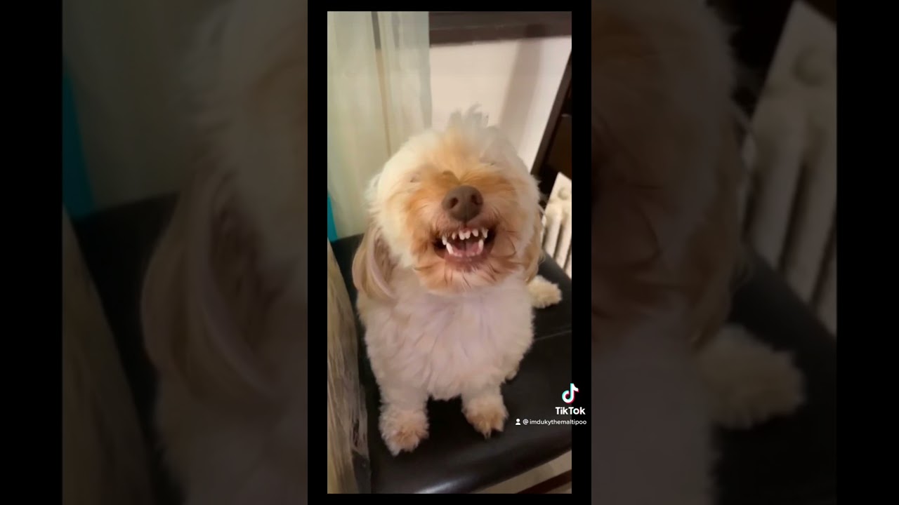 FUNNY Dog Story Video (Hilarious) #Shorts #Dog #Funny 