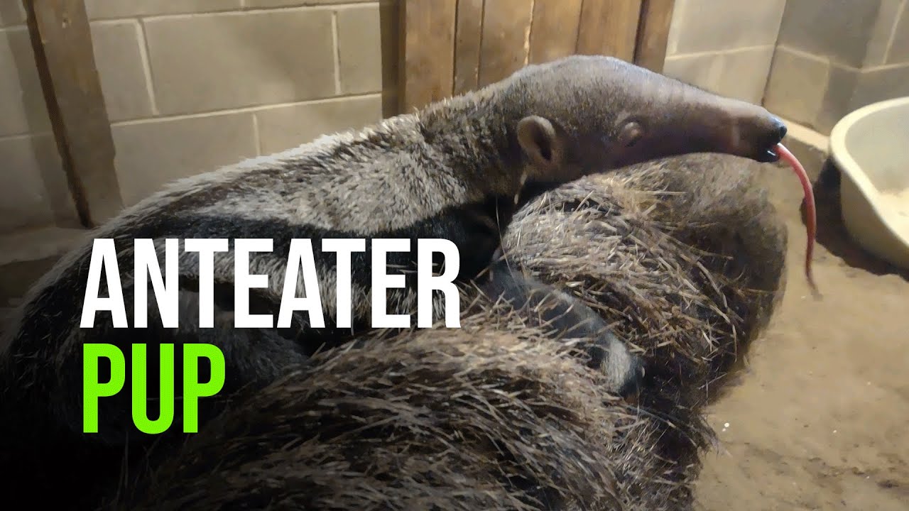 giant anteater husbandry manual giant anteater husbandry manual