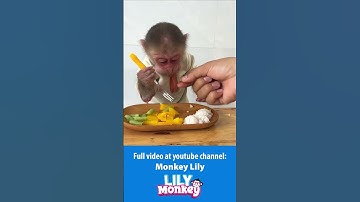 Lily helps dad harvest beans P6 #shorts #short #monkey