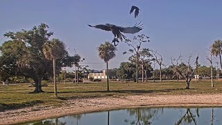 SWFL Eagles 4-28-26.  M15 BRINGS SQUIRREL PREY to the OFFICE OAK; FEMALE LANDS in the NEST TREE!