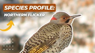 Species Profile: Northern Flicker