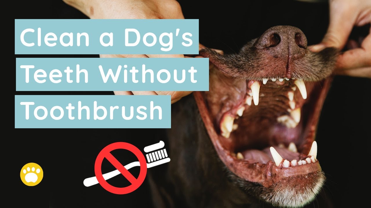 How To Clean a Dog's Teeth Without Brushing YouTube