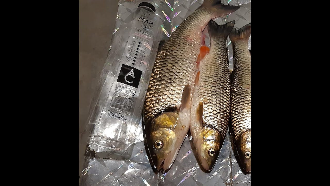 Pescuim pe Arges cu undita si momeala vie, lacusta, la clean, aratam cum se face asta cu simplitate