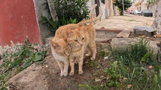 Cute stray ginger Cats want love and food.