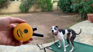 Introducing Ecollar with Recall Command - Low Level Ecollar Dog Training