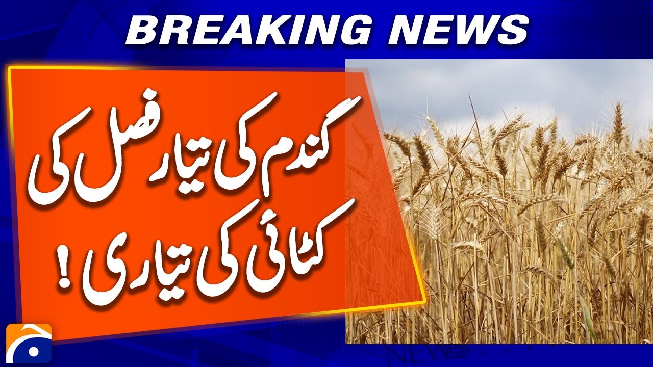Wheat Crop Fully Ripe – Harvesting Starts in Rural Pakistan | Geo News
