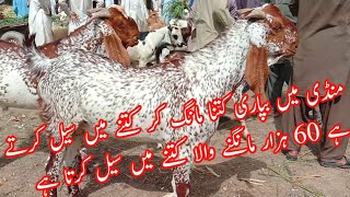 Hasilpur Bakra Mandi Pakistan | Makhi cheeni 2021 bakraro ky fresh rate | last video 2021