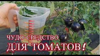 ЧУДО-СРЕДСТВО ДЛЯ ТОМАТОВ! Томаты не болеют и и бурно плодоносят