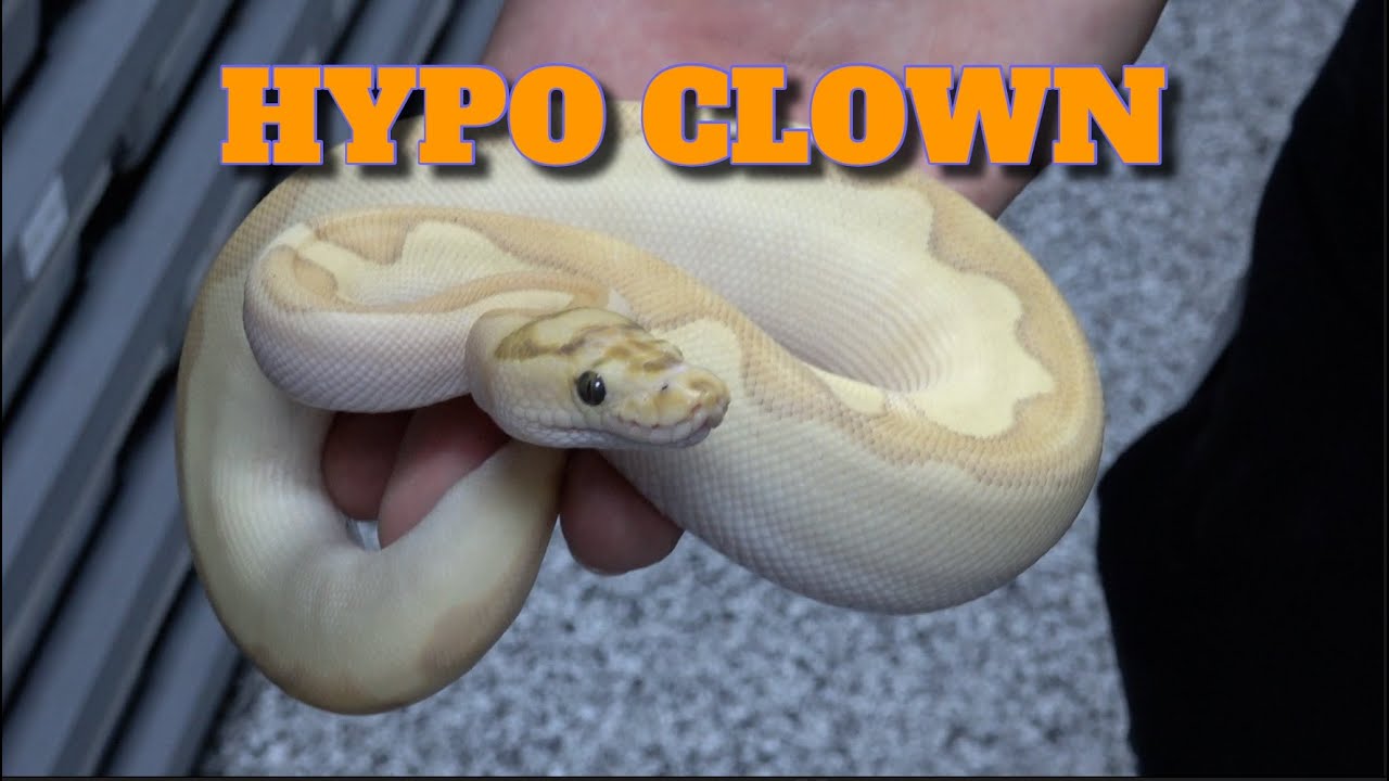Show Case Saturday! Hypo Clown!