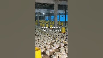 Mudahnya Memelihara Ayam Dengan Suhu Kandang Otomatis Berbasis IoT Smart Farm Chickin