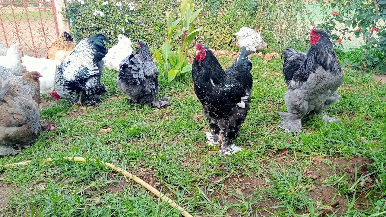 دجاج البراهما للبيع عند نبيل نواحي راس العين الشاوية اقليم سطات للتواصل 0661915973