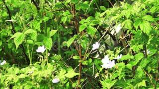 White Butterfly Flies on Flowers