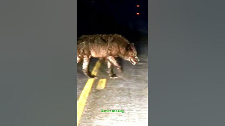 El Rey De Los Lobos provocó el pánico (Wolf King) ⁉️❗ #dog #animals #wildanimals #animales #amazing