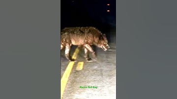 Thumbnail of El Rey De Los Lobos provocó el pánico (Wolf King) ⁉️❗ #dog #animals #wildanimals #animales #amazing