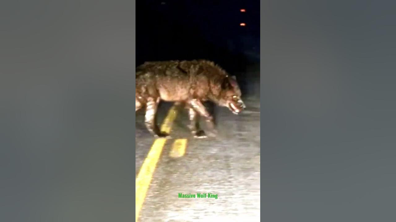 El Rey De Los Lobos provocó el pánico (Wolf King) ⁉️❗ #dog #animals #wildanimals #animales #amazing