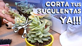 ¿¿Por qué CORTO mis SUCULENTAS??🌱| Video especial de variegadas 💚