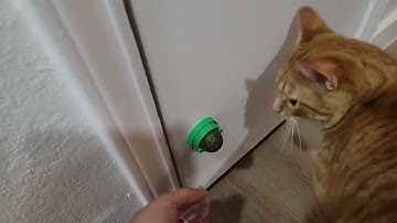 Potaroma Catnip Toys Balls 4 Pcs, Extra Cat Energy Ball, Edible Kitten Silvervine Toys for Cats Lick