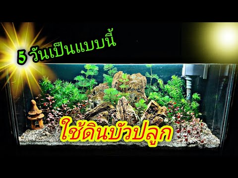 ปลูกไม้น้ำโดยใช้ดินบัว 5 วันเป็นแบบนี้#NCO544